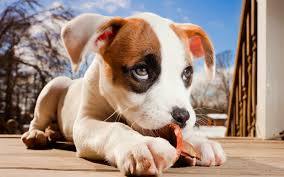 430 cool hd wallpapers en achtergrond afbeeldingen. Honden Wallpapers Honden Foto S Mooie Achtergronden