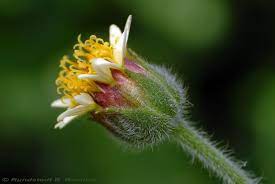 Tridax Procumbens Cropland Planting Flowers Flower Photos