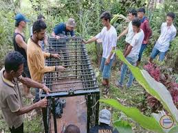 Mulai dari ulat, telur hingga proses pembuatan benang dan kain. Macan Dahan Mangsa Ternak Warga Di Agam Bksda Pasang Perangkap