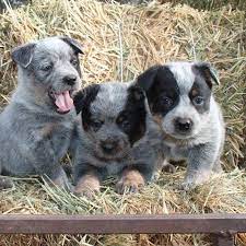 Often times i have told people i have a red heeler for a dog. Queensland Heelers Home Facebook