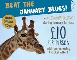 How You Can Go To Colchester Zoo For Just 10 Per Person This January Essex Live