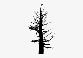 Dmca report tools resize/rotate picture. Scary Tree Silhouette Old Dead Pine Tree Transparent Png 262x500 Free Download On Nicepng