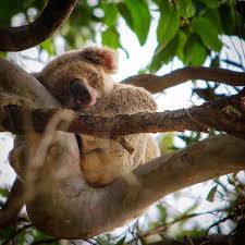 Thisisqueensland On Instagram Koala Snuggles In Noosa National Park Photo By Romi9 On Visitsunshinecoast Thisisqueensla Koala Koala Bear National Animal
