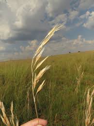 Image result for Tristachya rehmannii