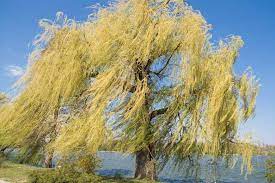 Every page goes through several hundred of perfecting techniques; Salix Alba Tristis White Willow