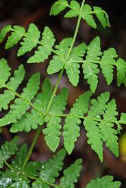 Image result for Dennstaedtiaceae