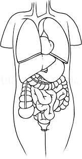 How To Draw Anatomy Step By Step Drawing Guide By Dawn Dragoart Com Learn how to draw small intestine pictures using these outlines or print just for coloring. to draw anatomy step by step drawing