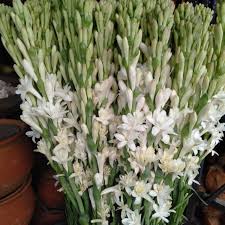 Bunga sedap malam tidak tumbuh secara serempak, namun bertahap atau berurutan. Bunga Sedap Malam Kuncup Bunga Potong Sedap Malam 10 Tangkai Shopee Indonesia