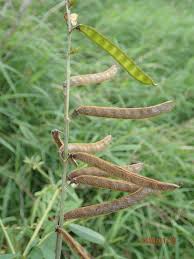 Image result for Tephrosia noctiflora