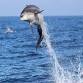 Dolphin Watching with MERR Institute