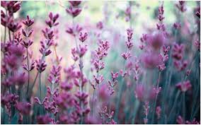 Lavender Purple Flowers Wallpaper Lavender Purple Flowers Wallpaper 1080p Lavender Purple Flowers Purple Flowers Wallpaper Lavender Flowers Flower Wallpaper