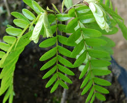 Image result for Copaifera