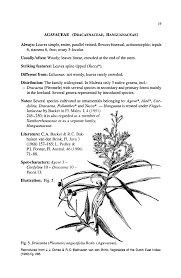 Image result for Sopubia lanata