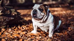 French bulldogs are smaller than the english and american ones, therefore their dietary needs vary. Best Dog Food For Bulldogs To Stay Healthy Top 5 2021 Cyberpet