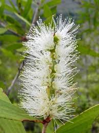 Image result for Melaleuca quinquenervia