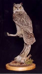 Bird Owl Taxidermist In Alberta Animal Taxidermy Taxidermist Owl