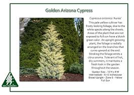 Image result for Cupressus arizonica