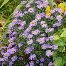 This Famous Wildflower Is Not Really An Aster But Has Always Been Called Prairie Aster Or Tahoka Dai Prairie Flower Wildflower Seeds Organic Gardening Tips
