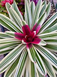 Image result for Neojeffreya