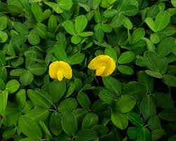 Image result for Arachis