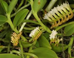 Image result for Nephrangis filiformis