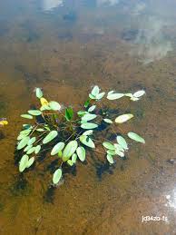 Image result for Aponogeton stuhlmannii