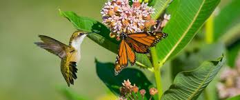 Without pollinators, flowers would not be able to grow seeds. 7 Ways To Attract Pollinators Piedmont Environmental Alliance