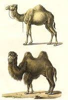 Dromedary camel has one hump. Faith For Thinkers One Hump Or Two Animal Illustration Animal Art Projects Scientific Illustration