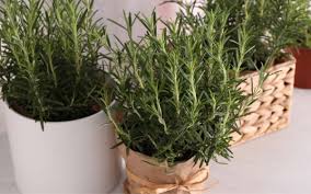 Image result for rosemary container