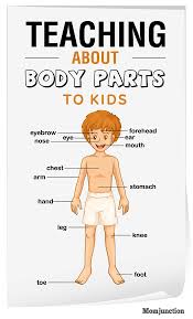 Each large part of the body includes smaller body parts, which have different functions. Human Body Parts Drawing With Name Novocom Top