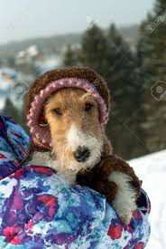Check spelling or type a new query. Cute Fox Terrier In A Funny Knitted Wool Overall With A Hood Looks Out From Behind The Shoulder Of His Mistress Stock Photo Picture And Royalty Free Image Image 96492034