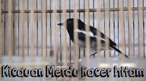 Kamu bisa mencoba menernak burung ini kemudian memasarkannya karena harga burung lovebird tergolong variatif, mulai dari 150 ribu hingga lebih dari 1 juta. Kicauan Burung Skoci Kacer Hitam Panjang Dan Merdu Peliharaan Burung Di Rumah Youtube