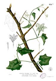 Image result for Coccinia grandis