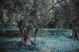 Das Haus Voll Von Ideen Ein Familientreffen San Marzano Tomaten Familientreffen Familien Treffen