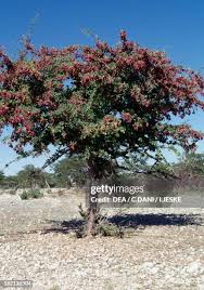 Image result for Combretaceae
