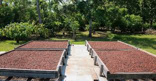 La Transformation Du Cacao Et Ses Etapes Ecabossage Fermentation Et Concassage Dossier