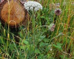 Image result for Daucus carota