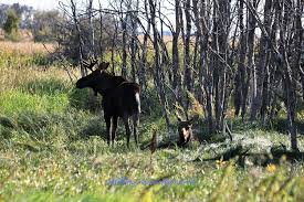 A Calf and a Cow Moose Illegally Poached