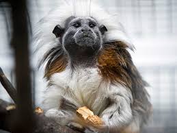 Music Written For Monkeys Strikes A Chord Npr