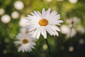 Le migliori composizioni di fiori per compleanno e onomastico da inviare a casa. Tanti Segreti Per Coltivare Perfette Margherite E Inondare Il Terrazzo Di Fiori Meravigliosi Proiezioni Di Borsa