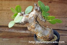 Image result for Commiphora tenuipetiolata