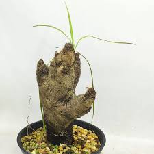 Image result for Xerophyta argentea