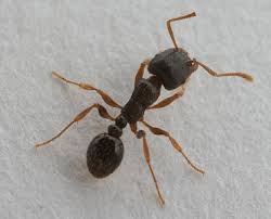 The easiest and most effective way to control carpenter ant activity is to find and destroy their nest. Carpenter Pavement Ant Control Vancouver Local Pest Control