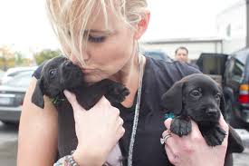 Grandchampion and champion bloodlines featuring razors edge and york. Supply And Demand Barc To Ship Pets To Colorado