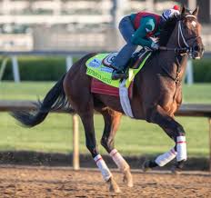 The most preakness bets anywhere. What Horses Are Possible Contenders For The 2021 Preakness Stakes