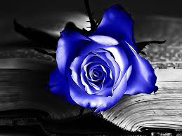 If you have your own one, just create an account on the website and upload a picture. Blue Roses Background Wallpaper Novocom Top