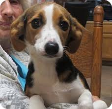 Puppies purchased through the internet usually come from abusive puppy factories. Parsippany Nj Beagle Meet Piper A Pet For Adoption