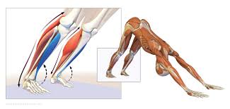 The Daily Bandha Here S A Tip To Help You Get The Heels Down In Dog Pose Dog Yoga Yoga Asanas Yoga Anatomy