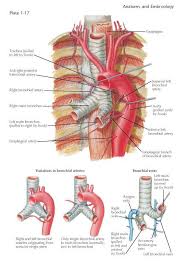 Pin By Pediagenosis On Anatomiya Cheloveka Bronchial Arteries Pulmonary