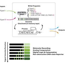 Single Nucleotide Resolution Computing And Memory In Living Cells Sciencedirect